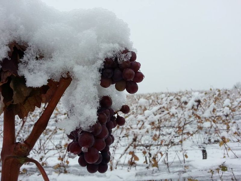 冰冻的葡萄